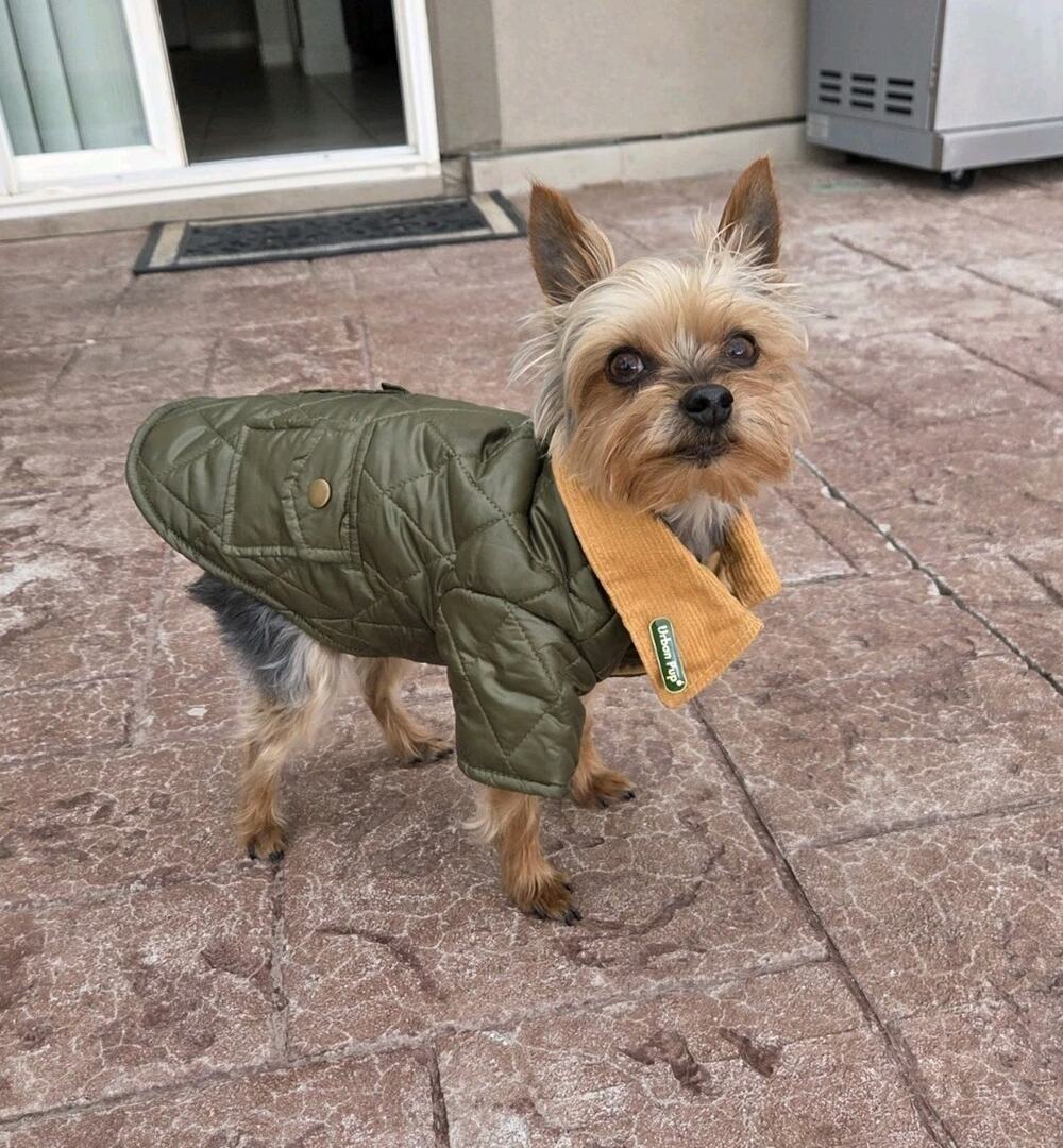 Urban Pup Green Quilted Mustard Lined Warm Outdoor Dog Coat, Size Small